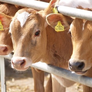 Is there Johne's Disease in the herd? PBD Biotech launches new testing service to provide yes/no answer at Dairy-Tech