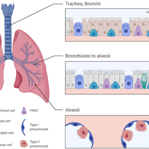 Respiratory System Primary Cells
