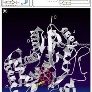Cytochrome P450: A Vital Biosynthetic Enzymes for Drug Metabolism