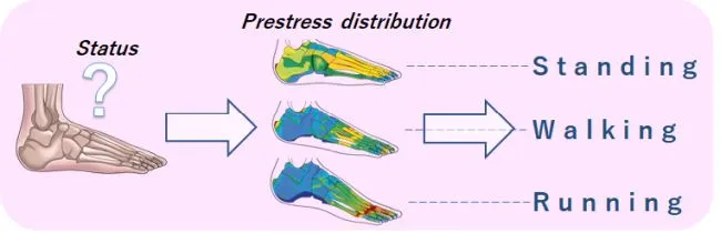 Nano-sized probes reveal how cellular structure responds to pressure
