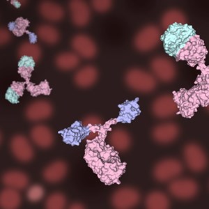Bispecific Antibodies and Bispecific Antibody ADCs