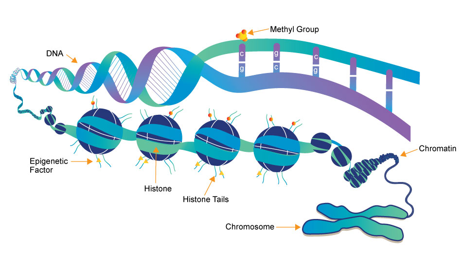 Epigenetics Market Size, Development, Key Opportunity, Application & Forecast By 2035