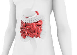 Global Short Bowel Syndrome Market: Industry Insights, Trends, and Strategic Outlook