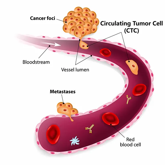 Circulating Tumor Cells Market Share, Size, Future Demand, Global Research, Top Leading player, Emerging Trends, Region by Forecast to 2035