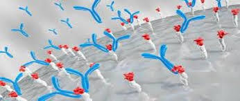 Protein A Resin Market Report with statistics, Growth, Opportunities, Sales, Trends service, applications and forecast 2030