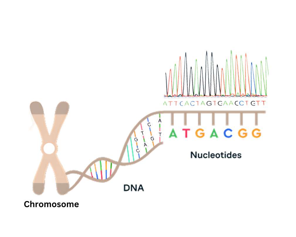 DNA Sequencing Market Global Industry Analysis, Trends, Dynamics, Opportunities, and North America Outlook