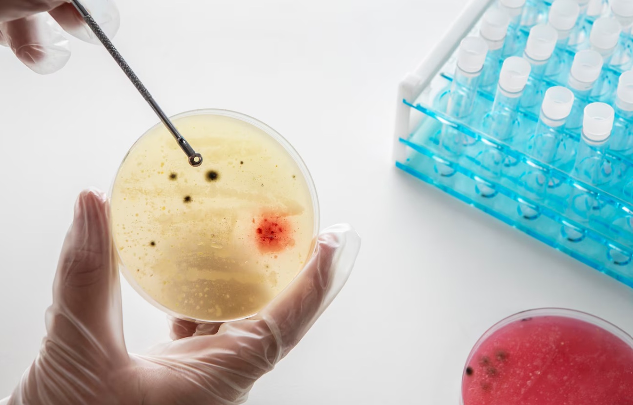 In Vitro Toxicity Testing Market: Global Market Growth Study, Future Trends, Demands, and Top Players Data by Forecast to 2030