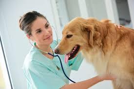 Animal Health Market Research Report, Growth by Segmentation, Review, Trends, Opportunities, Growth, Demand and Forecast to 2029