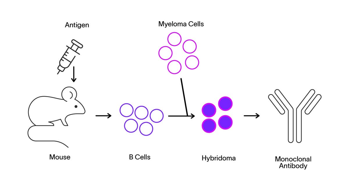 Monoclonal Antibodies Market: Comprehensive Industry Analysis, Trends, and Growth Outlook 2035