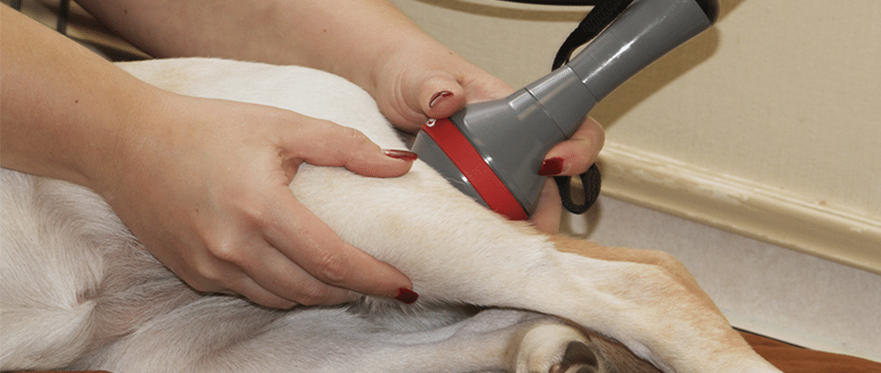 Veterinary Lasers Market Trends: Innovation Transforming Animal Care