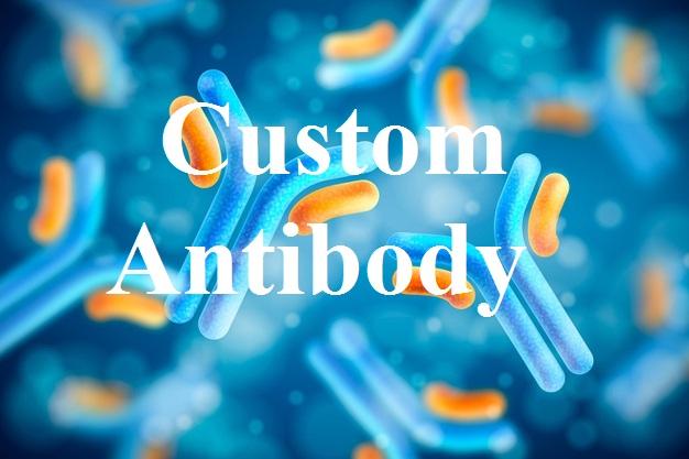 Custom Antibody Market: Innovation, Opportunities, and Challenges