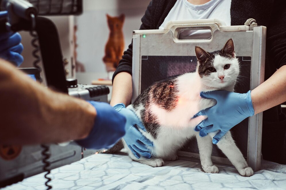Veterinary Ultrasound Market Report with statistics, Growth, Opportunities, Sales, Trends service, applications and forecast 2029