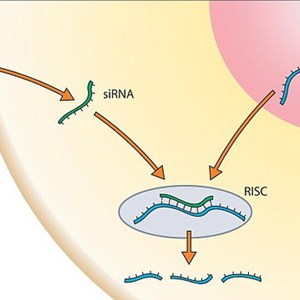 RNA Interference Technology to Replace Conventional Cancer Treatment Techniques on the Back of Precise and Improved Treatment during 2019-2027