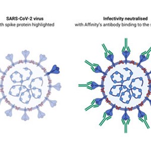 Affinity discovers potent SARS-CoV-2 antibodies