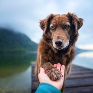 Breakthrough for pet health and sustainability