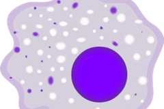 CAR-M: the Super Evolution of Macrophages to Fight Against Tumors