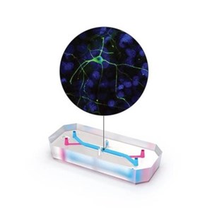 Emulate Unveils Brain-Chip to Enhance Neuroinflammatory Disease Research and Drug Discovery